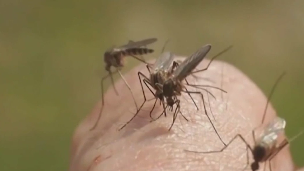 Seminole County working to control mosquitos after flooding from Ian